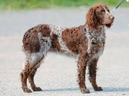 犬を家族に迎える前に